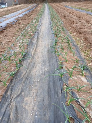 김성구님의 마늘 · 영농일지 작성글 사진