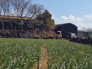 낙엽교목류22209님의 마늘 · 영농일지 작성글 사진