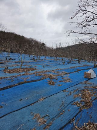 김영옥님의 기타작물 · 영농일지 작성글 사진