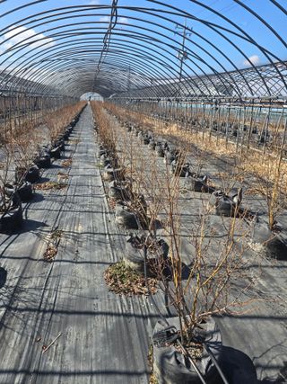 축복농장님의 기타작물 · 영농일지 작성글 사진