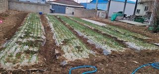 道泉님의 마늘 · 영농일지 작성글 사진