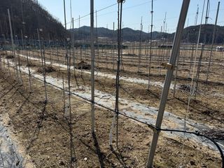 이관희님의 사과 · 영농일지 작성글 사진