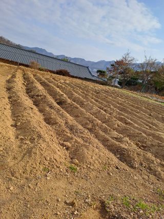 김금옥님의 기타작물 · 영농일지 작성글 사진