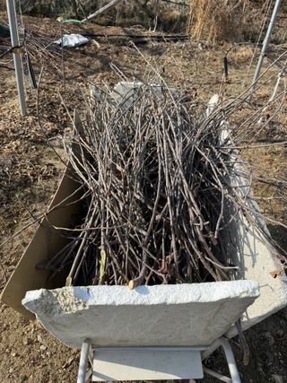 이관희님의 사과 · 영농일지 작성글 사진