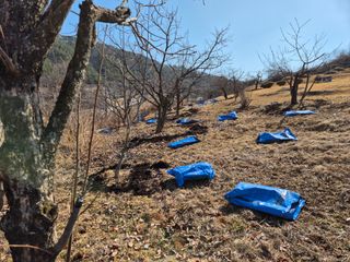 최문탁님의 감 · 영농일지 작성글 사진