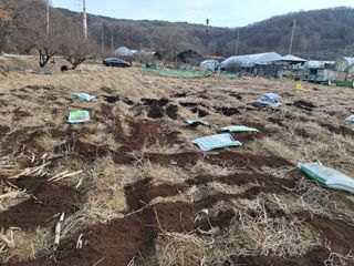 김학수님의 기타작물 · 영농일지 작성글 사진