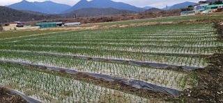 道泉님의 마늘 · 영농일지 작성글 사진