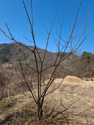형남영님의 기타작물 · 영농일지 작성글 사진