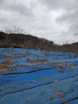 김영옥님의 기타작물 · 영농일지 작성글 사진