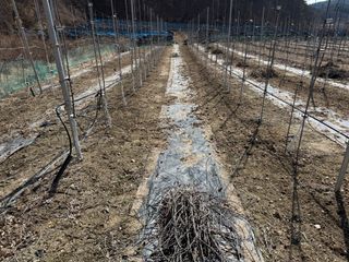 이관희님의 사과 · 영농일지 작성글 사진