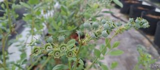 류근택님의 블루베리 · 영농일지 작성글 사진