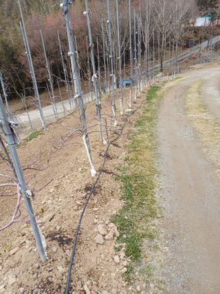 보공(김대호)님의 사과 · 영농일지 작성글 사진