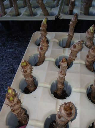 거창두릅농원김성희님의 두릅 · 영농일지 작성글 사진