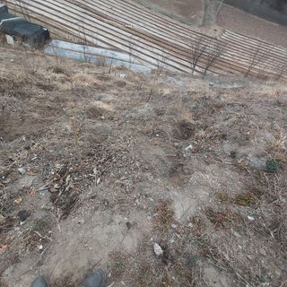 가로수님의 두릅 · 영농일지 작성글 사진