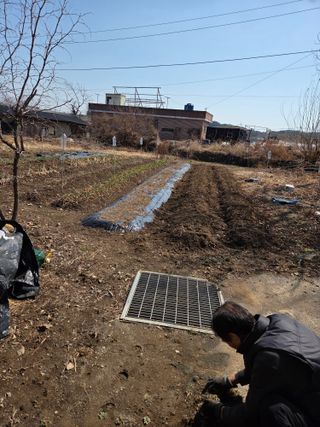 오현백님의 파 · 영농일지 작성글 사진