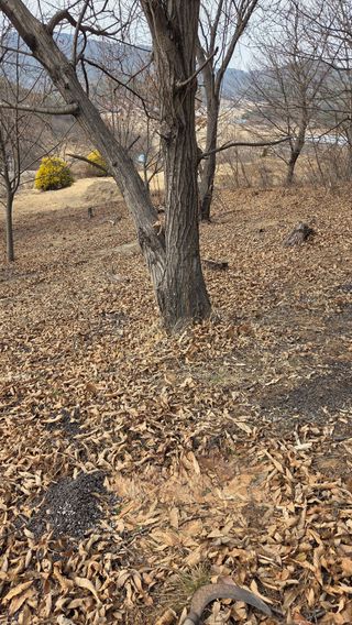 김연숙님의 기타작물 · 영농일지 작성글 사진