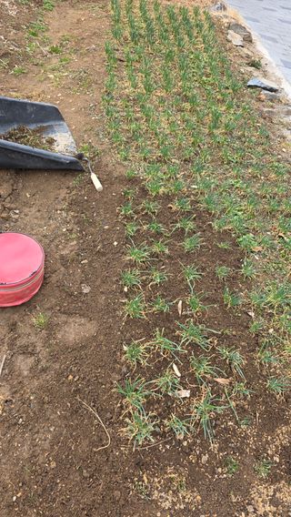 가야산아래촌농님의 기타작물 · 영농일지 작성글 사진