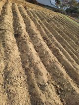 팜모닝 기타작물·영농일지 게시글 이미지