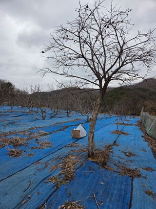 김영옥님의 기타작물 · 영농일지 작성글 사진