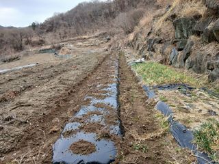 한골머스마님의 기타작물 · 영농일지 작성글 사진