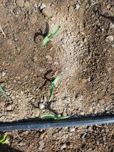 팜모닝 고구마·영농일지 게시글 이미지