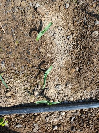 이영자 님의 고구마 · 영농일지 작성글 사진