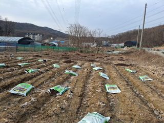 김학수님의 기타작물 · 영농일지 작성글 사진