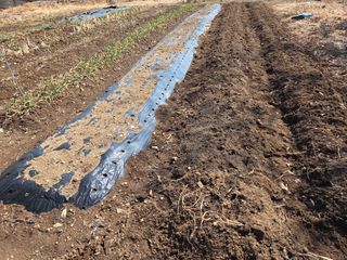 오현백님의 감자 · 영농일지 작성글 사진