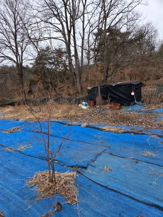 김영옥님의 기타작물 · 영농일지 작성글 사진