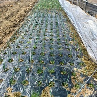 김진영님의 콩 · 영농일지 작성글 사진