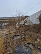 팜모닝 사과·영농일지 게시글 이미지