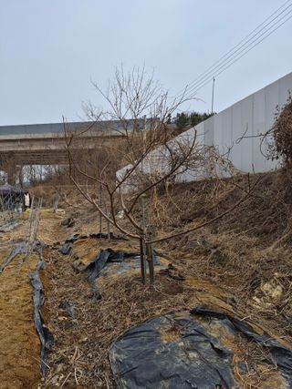 써니님의 사과 · 영농일지 작성글 사진