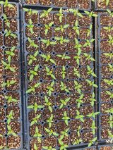 팜모닝 고추·영농일지 게시글 이미지