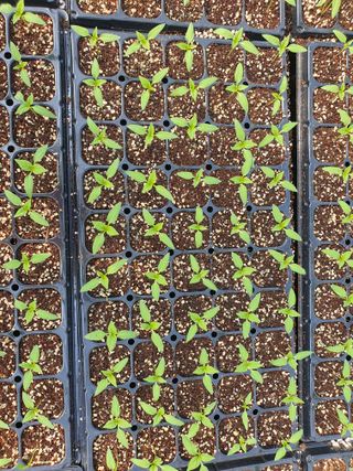 금은숙님의 고추 · 영농일지 작성글 사진