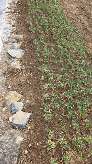 가야산아래촌농님의 기타작물 · 영농일지 작성글 사진