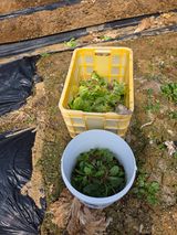 팜모닝 배추·영농일지 게시글 이미지