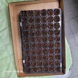 팜모닝 고추·영농일지 게시글 이미지