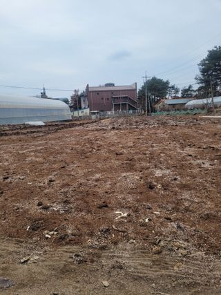 정지덕님의 감자 · 영농일지 작성글 사진