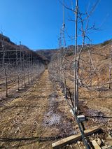 팜모닝 사과·영농일지 게시글 이미지