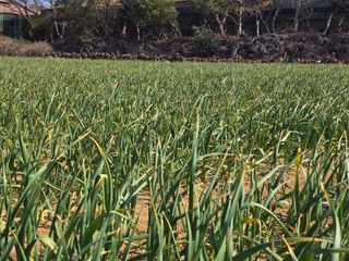 낙엽교목류22209님의 마늘 · 영농일지 작성글 사진