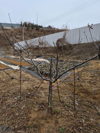 써니님의 사과 · 영농일지 작성글 사진