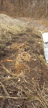 팜모닝 두릅·영농일지 게시글 이미지