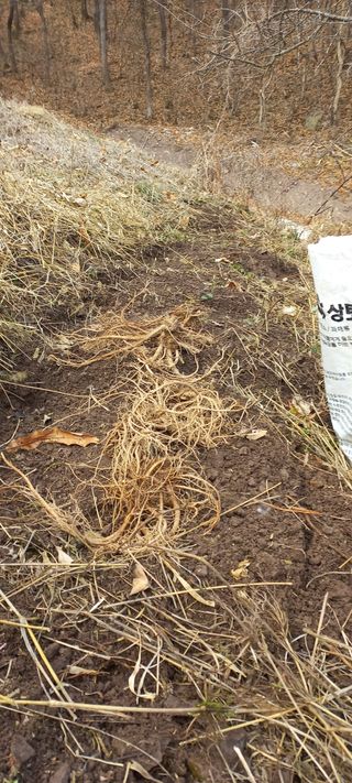 정석채님의 두릅 · 영농일지 작성글 사진