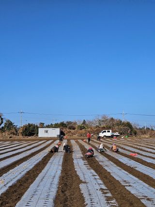 평대돌담농장님의 감자 · 영농일지 작성글 사진