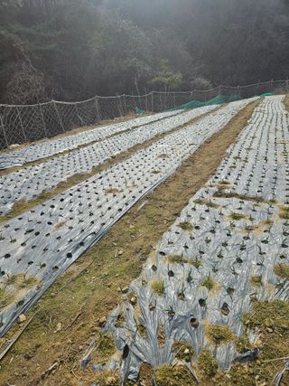 감7768님의 마늘 · 영농일지 작성글 사진