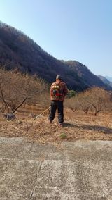 팜모닝 두릅·영농일지 게시글 이미지