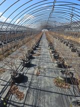 팜모닝 기타작물·영농일지 게시글 이미지