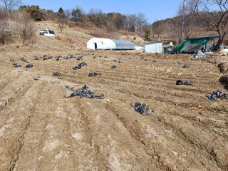 김진현님의 옥수수 · 영농일지 작성글 사진