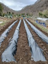 팜모닝 감자·영농일지 게시글 이미지