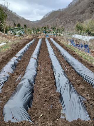 이종득님의 감자 · 영농일지 작성글 사진